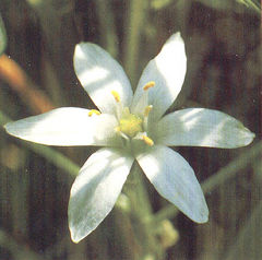 Immagine profilo di floweralessia